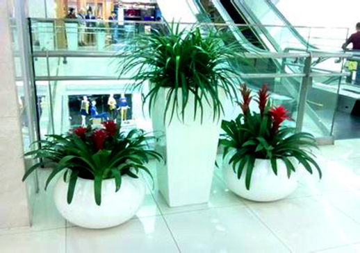 室內花木租賃